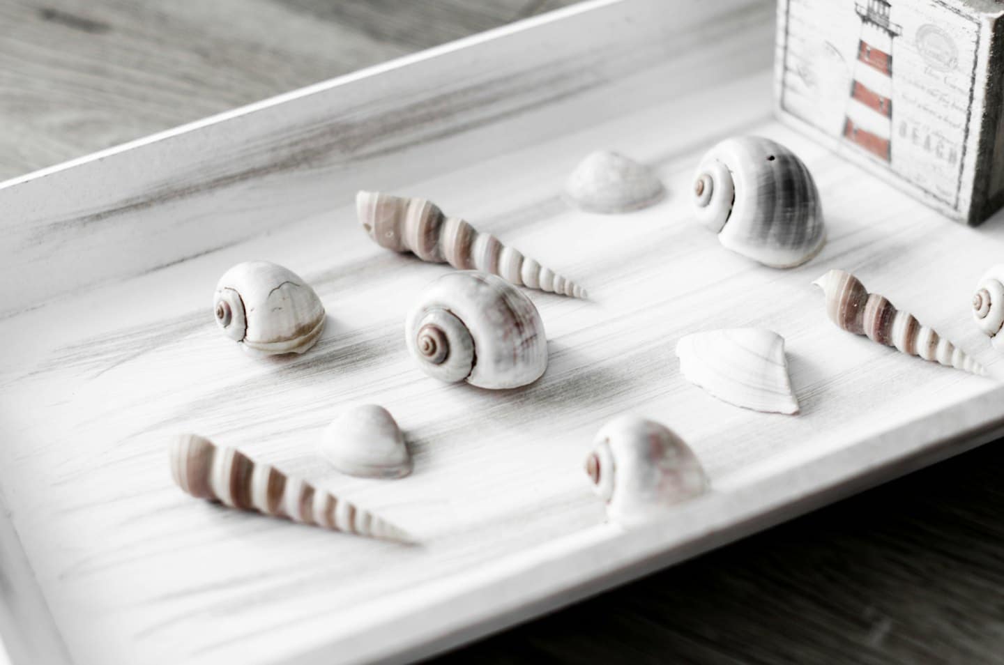 Assorted seashells and a lighthouse box sit on a tray.
