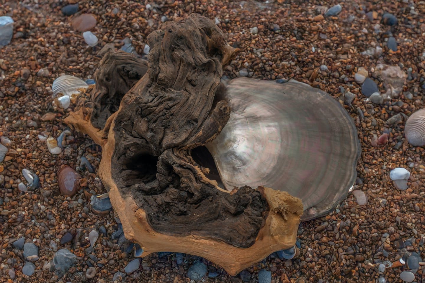 Driftwood and a pearl shell rest on a pebbled beach.