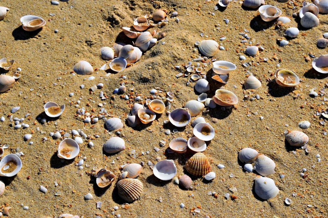 Various seashells resting on a sandy beach.