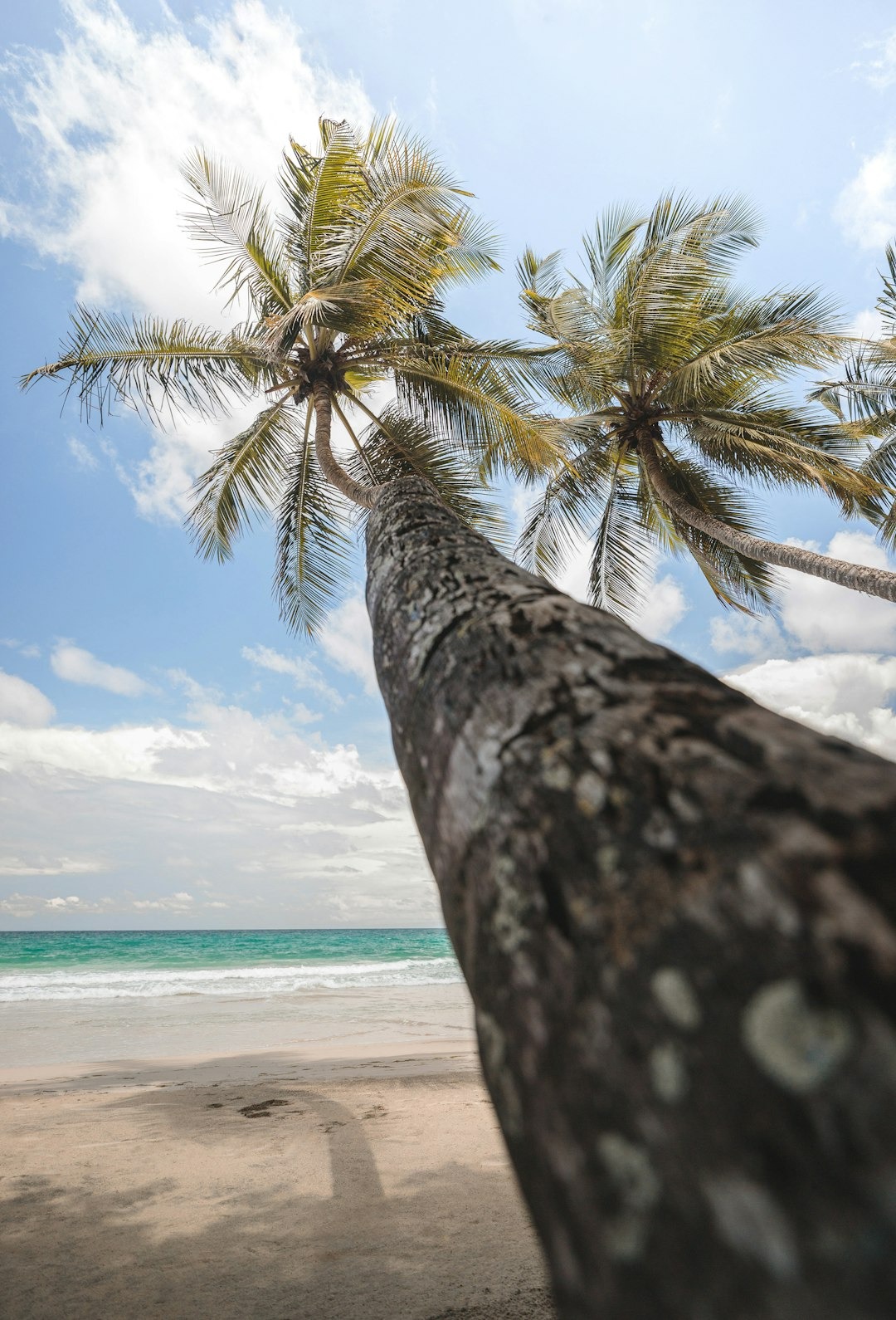Palm trees stand over a sandy beach and blue ocean.