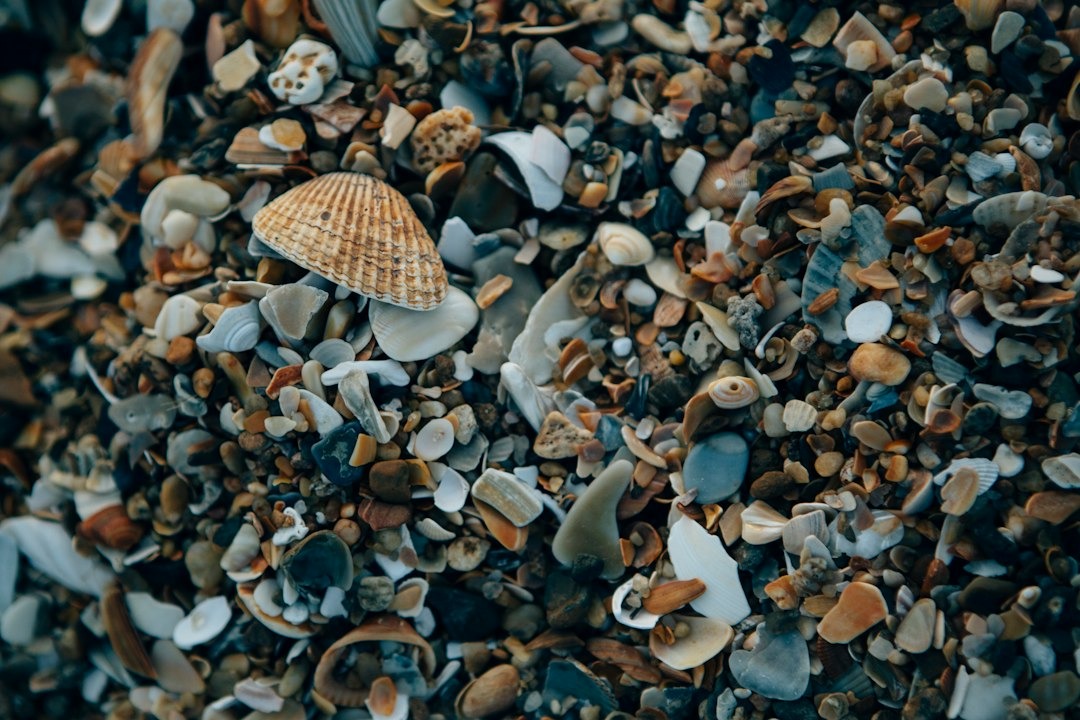 A variety of seashells and pebbles scattered on a beach.